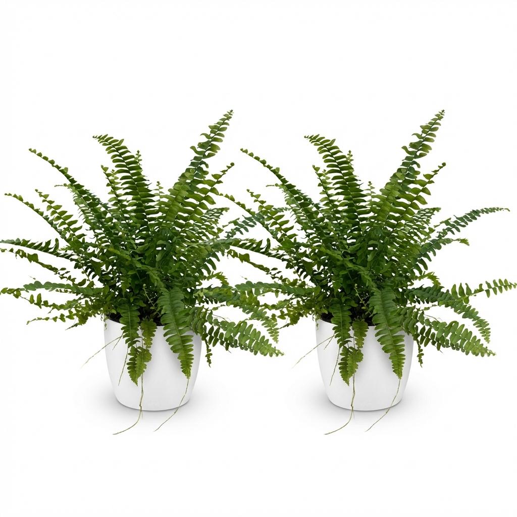 2× Nephrolepis exaltata Green Lady (zwaardvaren) in Potter-sierpot wit – Ø12 cm, 25 cm hoog