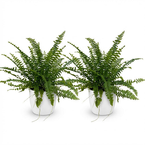 2× Nephrolepis exaltata Green Lady (zwaardvaren) in Potter-sierpot wit – Ø12 cm, 25 cm hoog