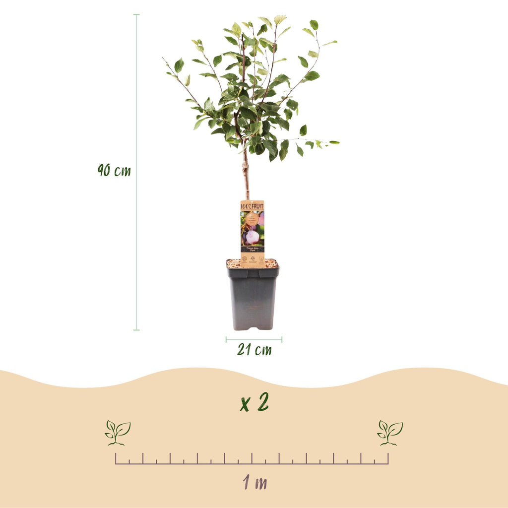 Prunus domestica 'Opal' (plommonträd) – Ø21 cm, 90 cm högt – bild 3