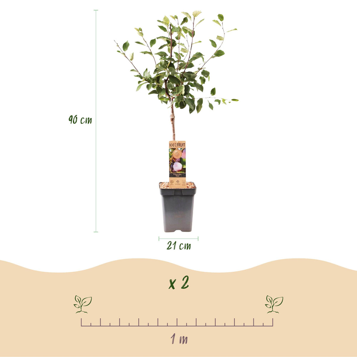 Prunus domestica 'Opal' (prunier) – Ø21 cm, 90 cm de haut – photo 3