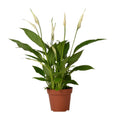 Spathiphyllum Bingo Cupido (peace lily) – Ø12 cm, 45 cm high