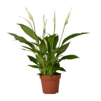 Spathiphyllum Bingo Cupido (peace lily) – Ø12 cm, 45 cm high