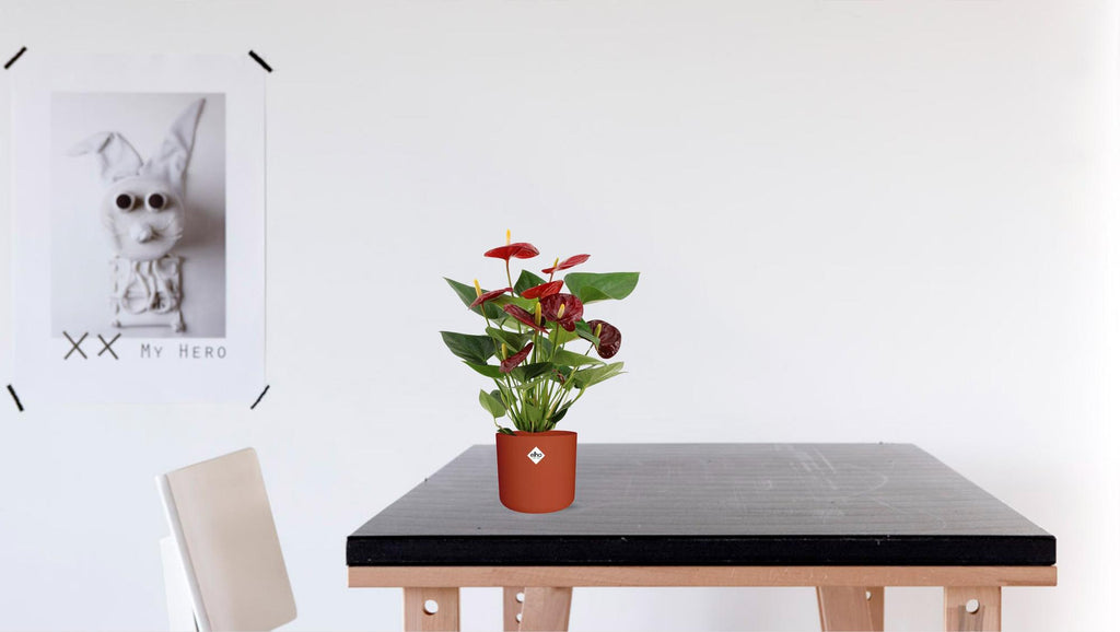 Anthurium Calon In Transparant Sleeve (flamingoplant) – Ø12 cm, 36 cm hoog