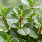 Peperomia Hope – Ø6 cm, 12 cm de haut