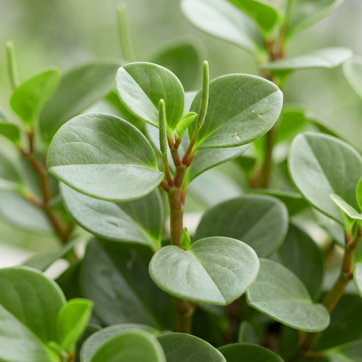 Peperomia Hope – Ø6 cm, 12 cm de haut