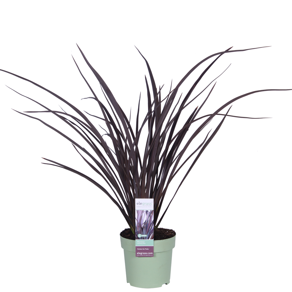 Phormium 'Rubra Nana' (New Zealand flax) – Ø14 cm, 50 cm high