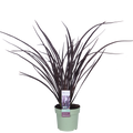 Phormium 'Rubra Nana' (New Zealand flax) – Ø14 cm, 50 cm high