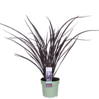 Phormium 'Rubra Nana' (New Zealand flax) – Ø14 cm, 50 cm high