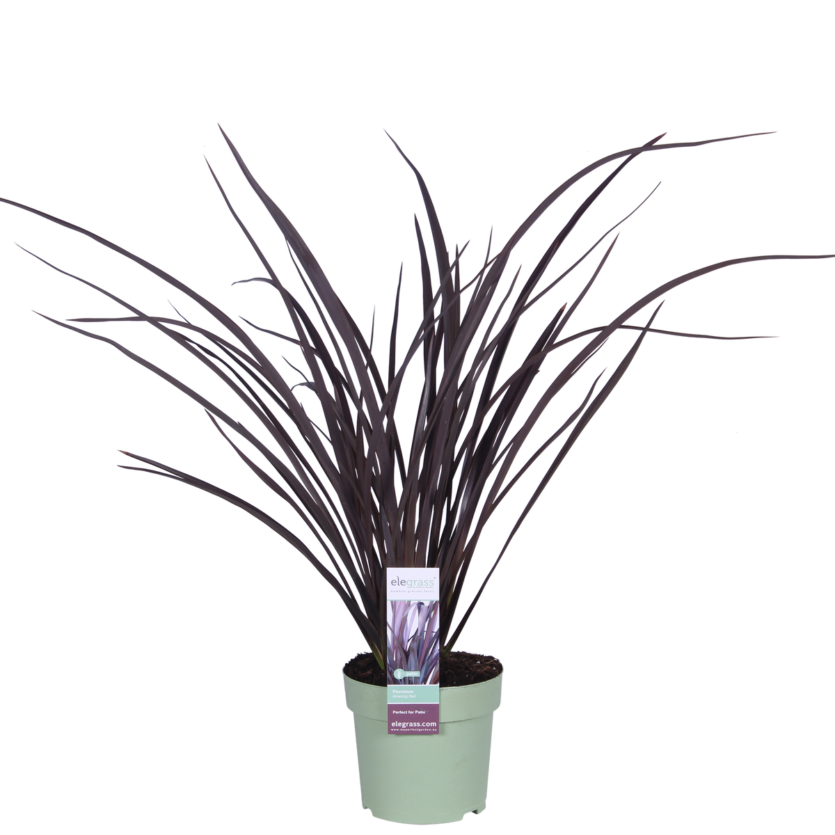 Phormium 'Rubra Nana' (New Zealand flax) – Ø14 cm, 50 cm high