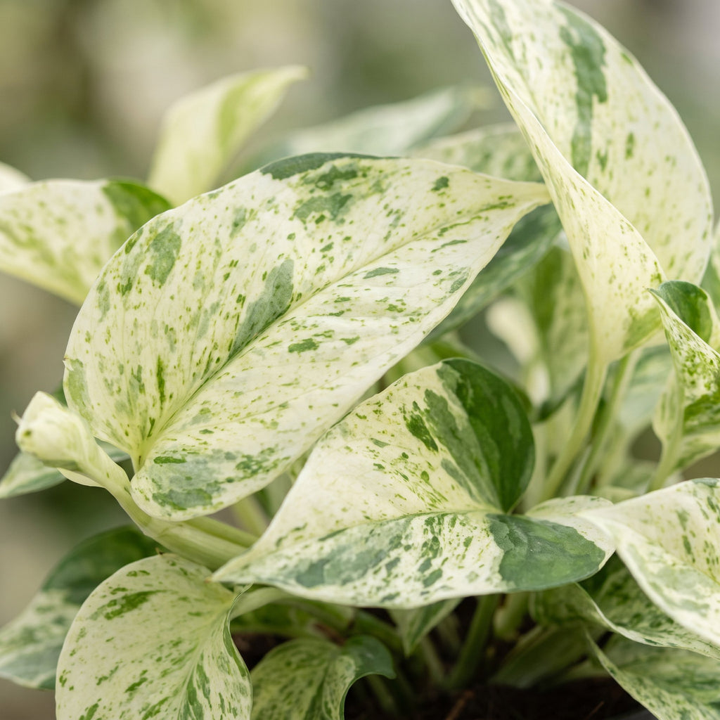 Epipremnum Snow Leopard (scindapsus) – Ø12 cm, 25 cm hoch