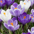 Krokus 'Blue-White' – 30 bloembollen (bolmaat 7/8)