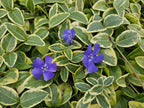 Vinca minor 'Aureovariegata' (almindelig eføy) – 24 planter, Ø9 cm, 10–25 cm høje