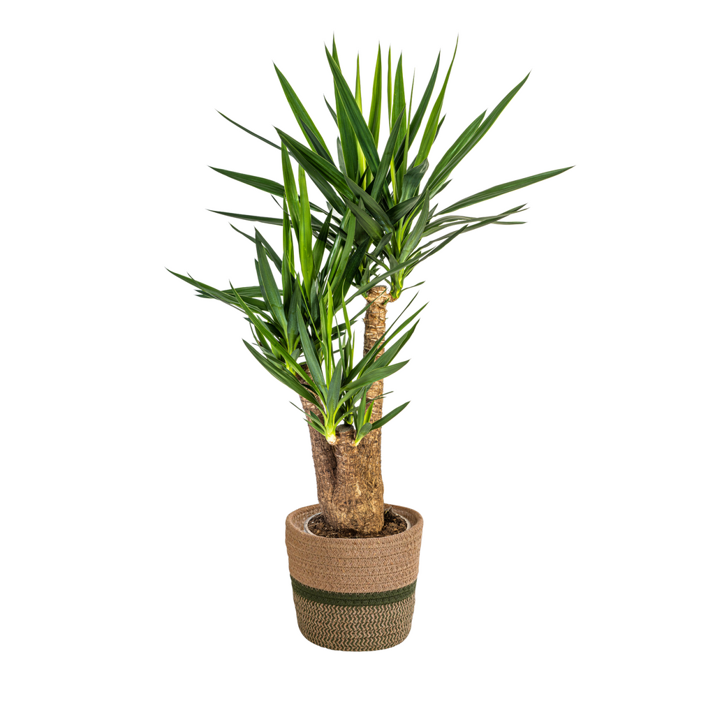 Yucca elephantipes Vertakt met mand – Ø24 cm, 80–100 cm hoog