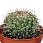 Kaktusmix (Cactaceae) uden urtepotte – Ø6 cm, 13 cm høj