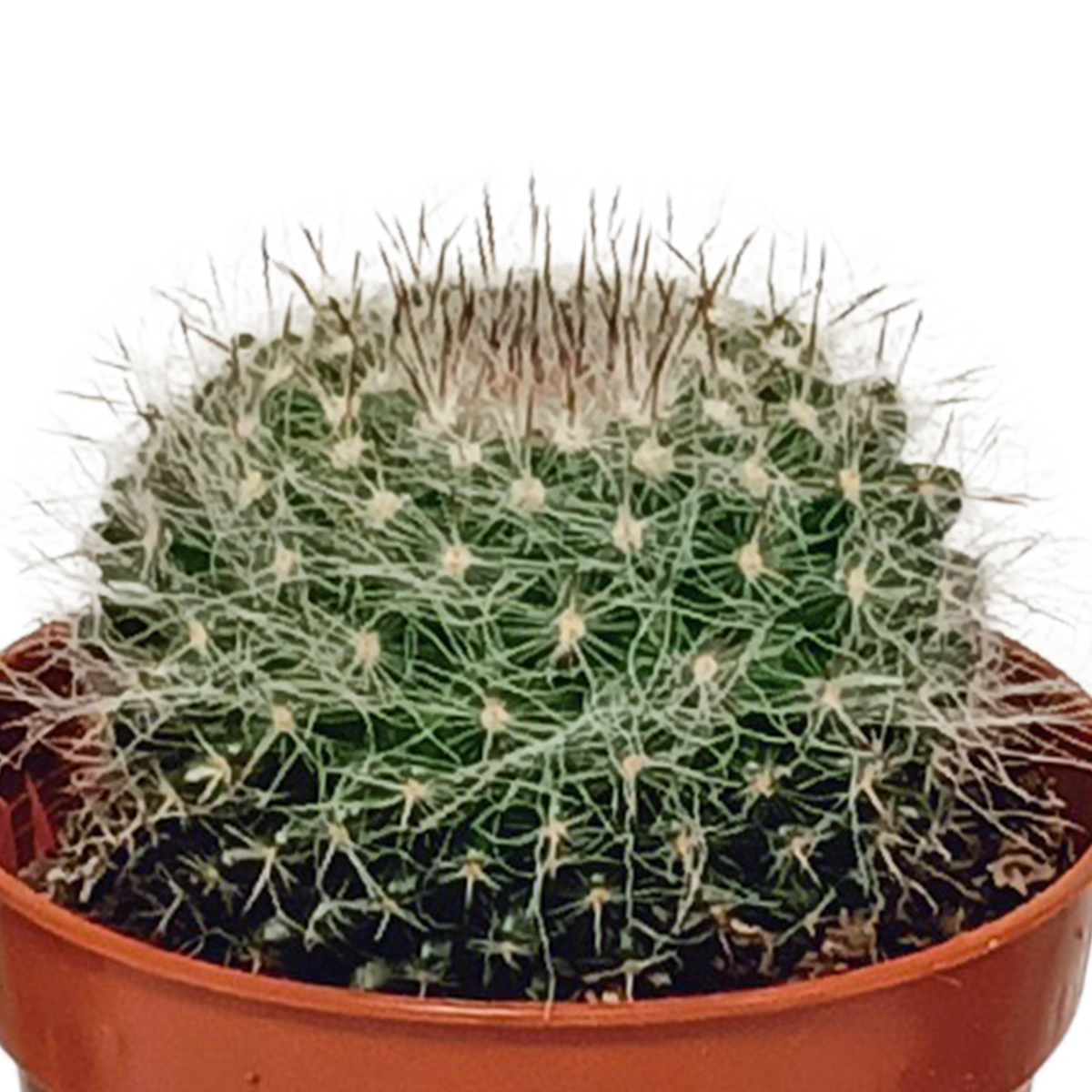 Kaktusmix (Cactaceae) uden urtepotte – Ø6 cm, 13 cm høj