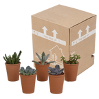 Vetplanten in terracotta pot – Ø6 cm, 13 cm hoog