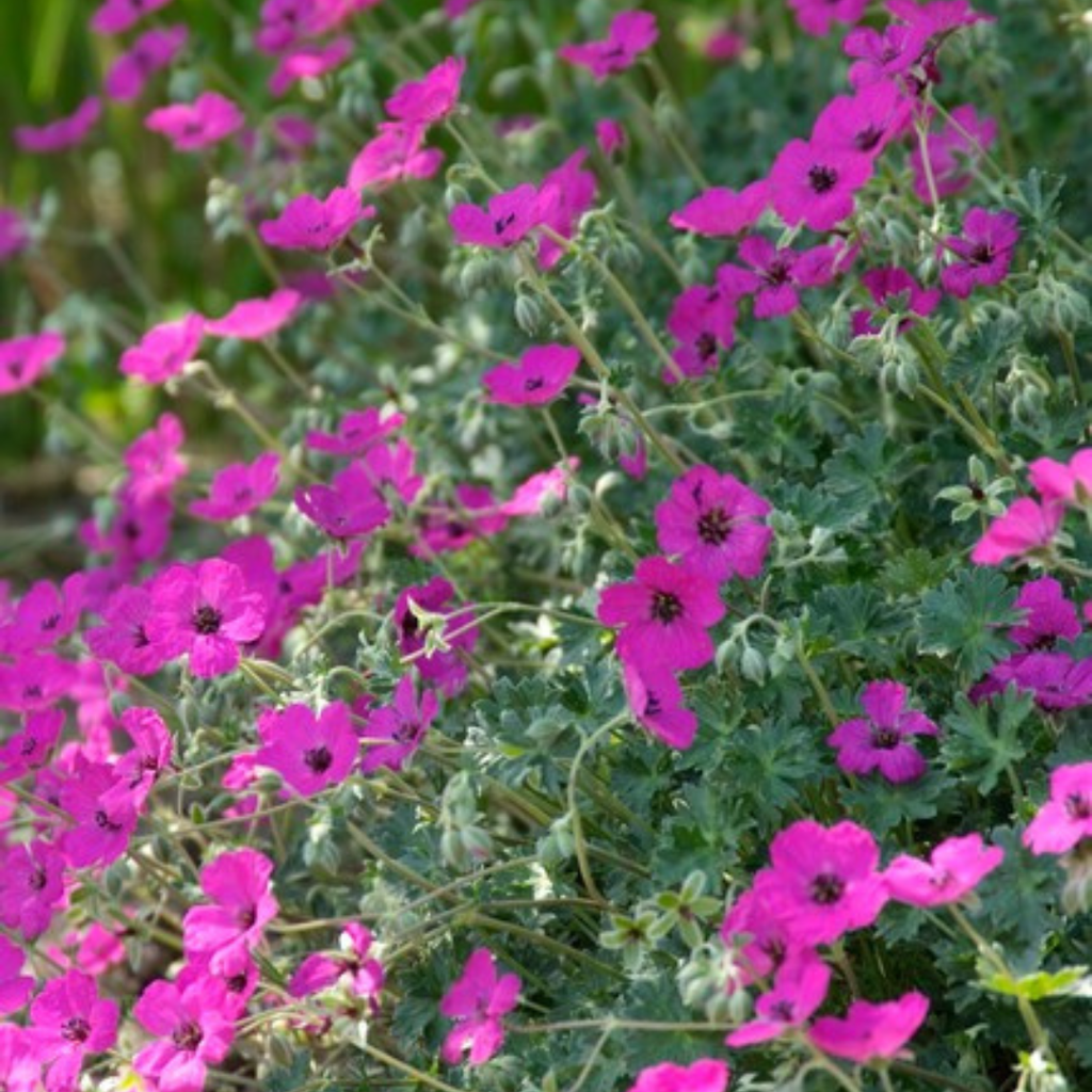 Geranium sanguineum 'Max Frei' (géranium vivace) – 48 plants, Ø9 cm, 10–25 cm de haut – photo 7