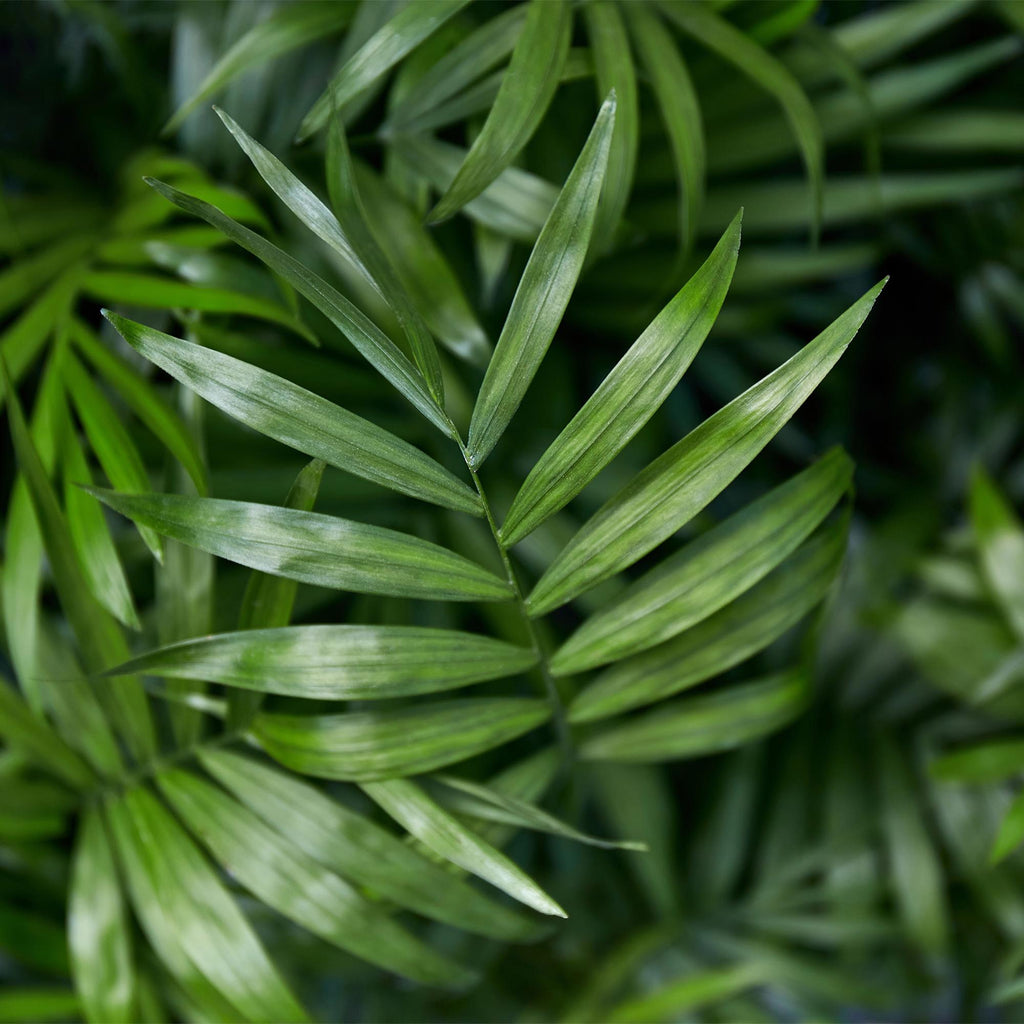 Palmier doré (Dypsis) avec panier – Ø12 cm, 15 cm de haut