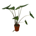 Alocasia zebrina (elefantøre) – Ø21 cm, 80 cm høj – cm