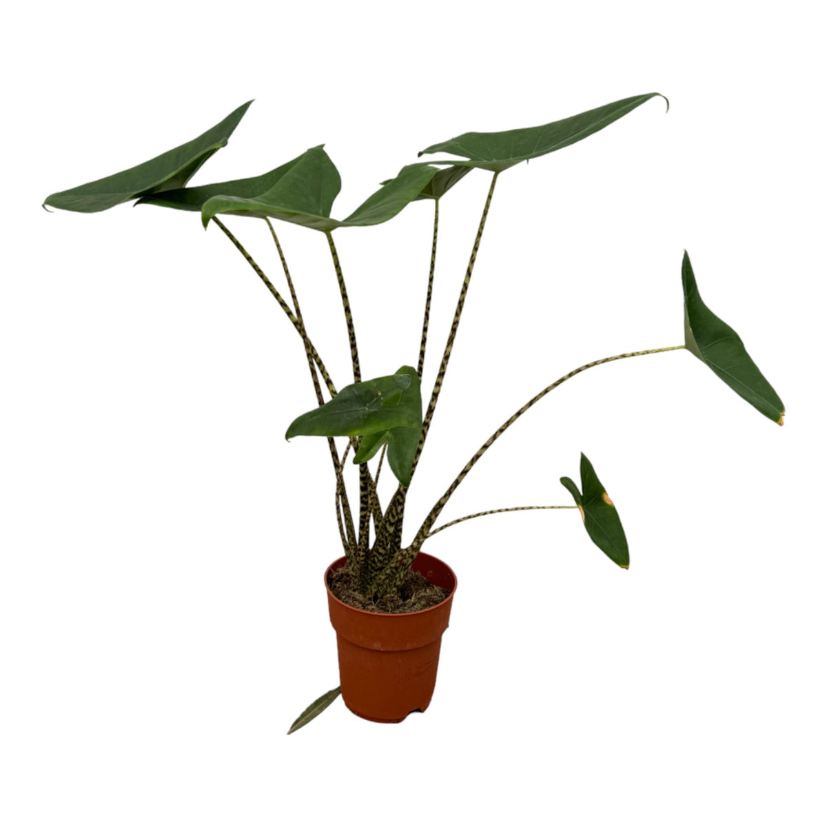 Alocasia zebrina (elefantøre) – Ø21 cm, 80 cm høj – cm