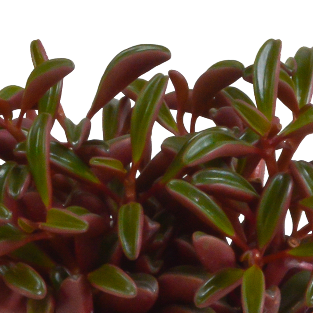 Peperomia graveolens dans un pot blanc – Ø11 cm, 20 cm de haut