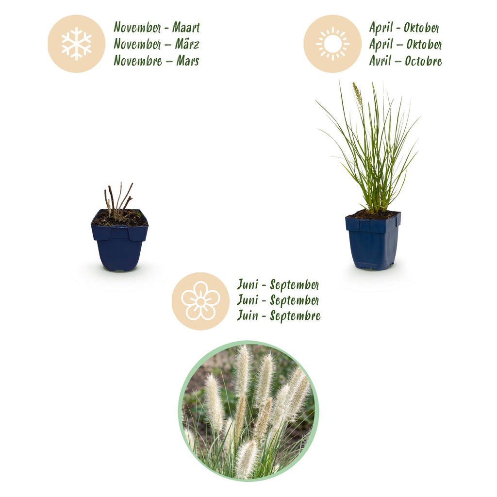 Pennisetum alop. 'Little Bunny' (Lampenputzergras) – Ø11 cm, 15–25 cm hoch – Bild 4