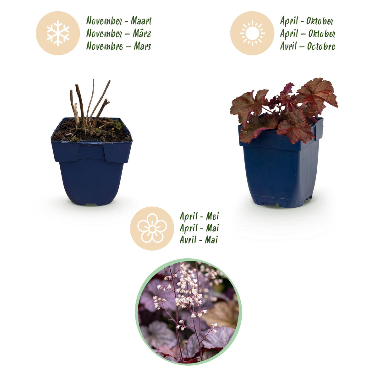 Heuchera micr. 'Palace Purple' (purperklokje) – paars – 12 planten, Ø11 cm, 15–25 cm hoog