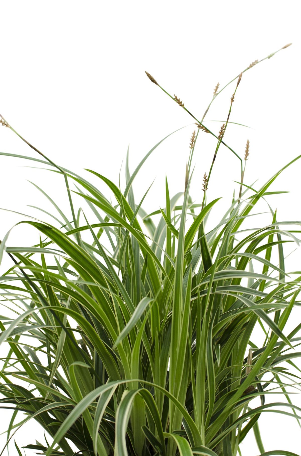 Carex morrowii 'Ice Dance' (zegge) – 3 planten, Ø14 cm, 30 cm hoog – foto 5