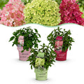 Hydrangea panniculata 'Groundbreaker Blush' (rubis) – 3 plantes, Ø14 cm, 20–25 cm de haut