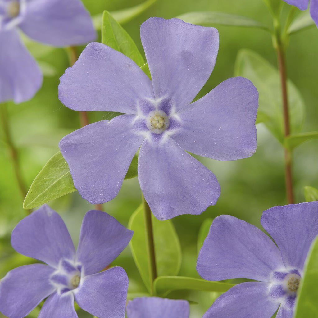 Vinca minor (Gewöhnlicher Immergrün) – 24 Pflanzen, Ø9 cm, 10–25 cm hoch – Bild 6