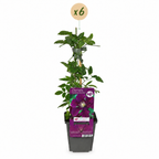 Clematis 'Warszawska Nike' (grimpette) – rouge – 6 plantes, Ø9 cm, 35 cm de haut