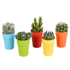 Mélange de cactus (Cactaceae) – Ø 6 cm, 16 cm de haut