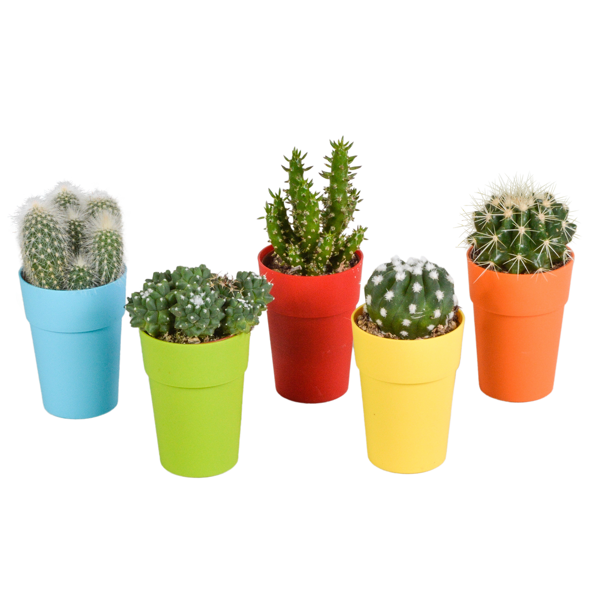 Mélange de cactus (Cactaceae) – Ø 6 cm, 16 cm de haut – photo 9