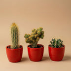 Lot de 3 cactus en mini-pot rouge – Ø6 cm, 8–12 cm de haut