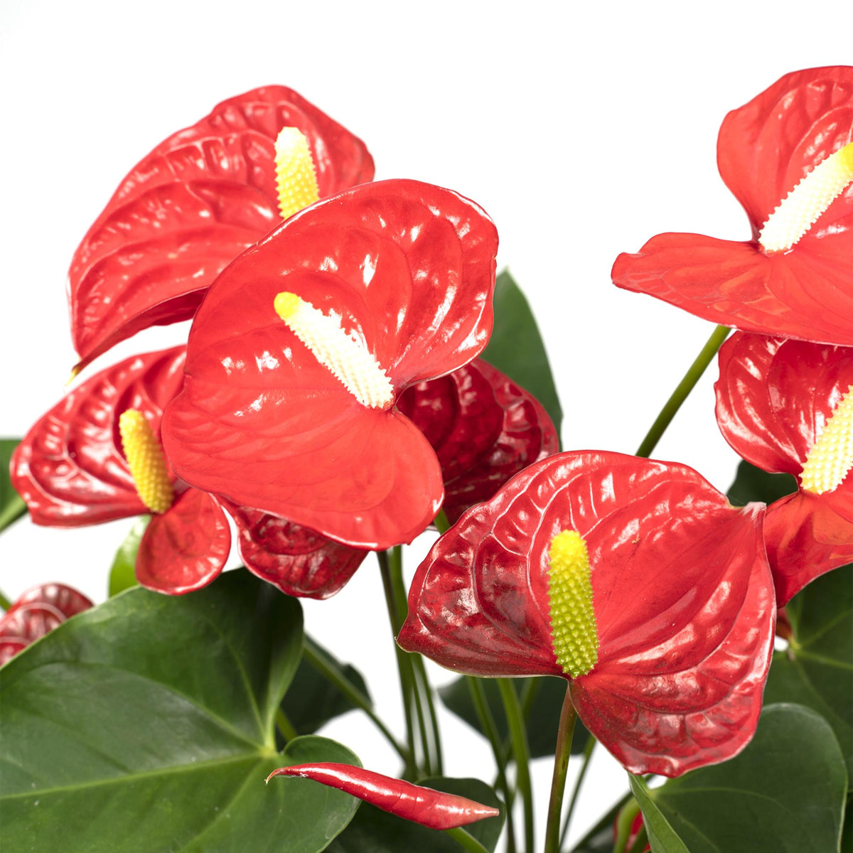 Anthurium Red (flamingoplant) – Ø17 cm, 55 cm hoog