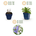 Campanula persicaria 'Duo' (Kärrchen) – blau-weiß – 12 Pflanzen, Ø11 cm, 15–25 cm hoch