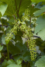 Vitis vinifera 'Johanniter' (weiße Traube) – Ø13 cm, 45 cm hoch