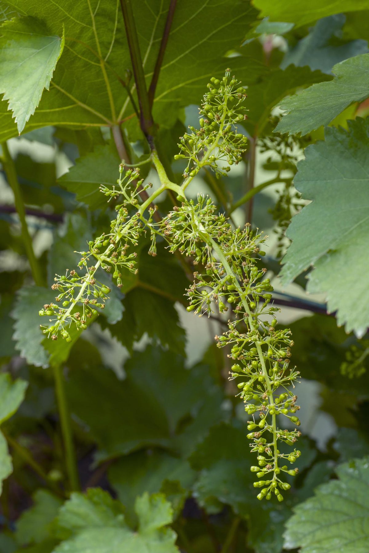 Vitis vinifera 'Johanniter' (weiße Traube) – Ø13 cm, 45 cm hoch – Bild 5