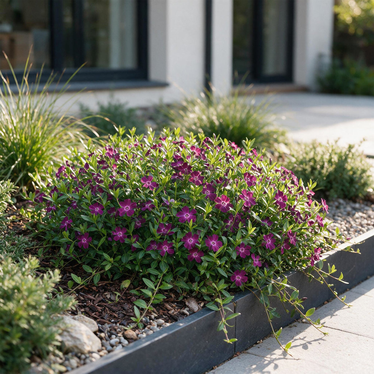 Vinca minor 'Atropurpurea' (pervenche) – violet – 24 plantes, Ø11 cm, 15–25 cm de haut – photo 6