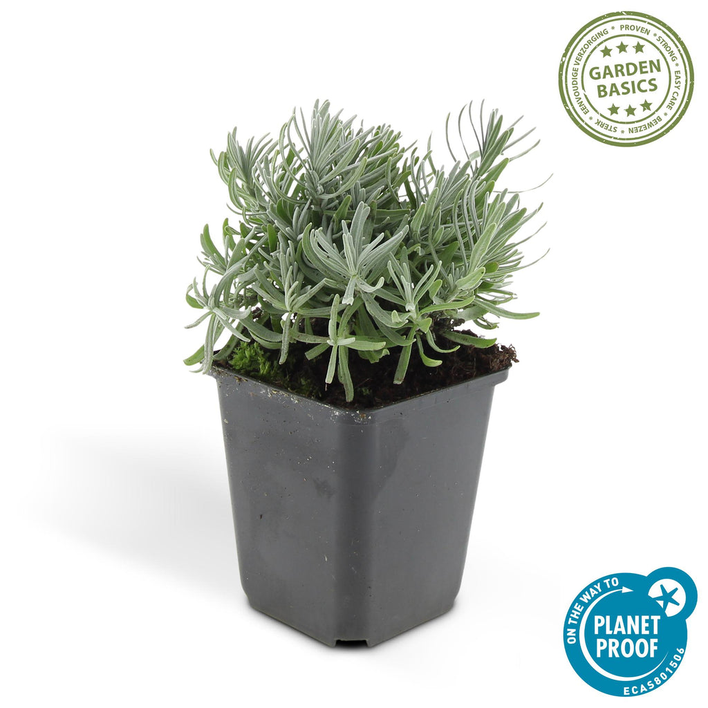 Lavandula 'Hidcote' (lavande) – 12 plants, Ø9 cm, 10–25 cm de haut – photo 2