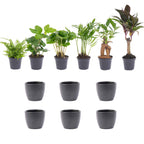 Mini-plantenset in pot boule antraciet – Ø7 cm