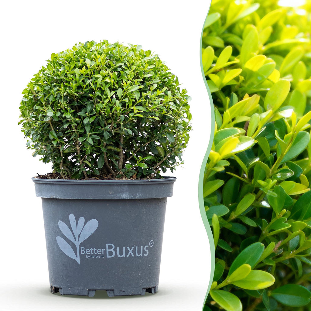 Buchsbaum – Ø 23 cm, 25 cm hoch