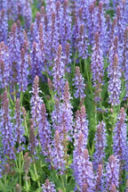 Salvia nemorosa 'Caradonna' (sauge) – 48 plants, Ø9 cm, 10–25 cm de haut