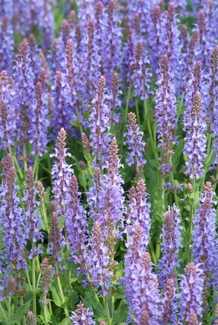 Salvia nemorosa 'Caradonna' (sauge) – 48 plants, Ø9 cm, 10–25 cm de haut – photo 7