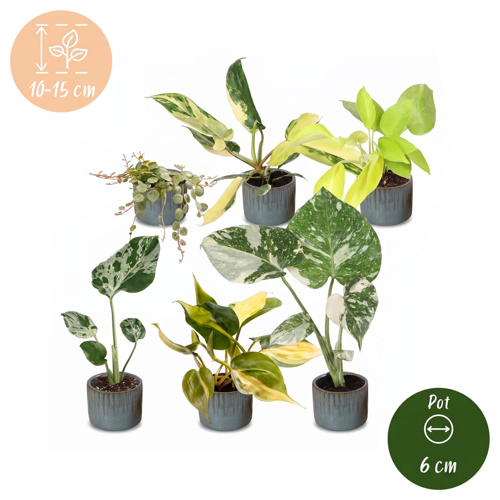 6× jeunes plantes Tropical Mix incl. Linnea Misty Blue – Ø6 cm, 10–15 cm de haut – photo 5