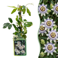 Passiflora caerulea (blauwe passiebloem) – wit-paars – 4 planten, Ø9 cm, 35 cm hoog
