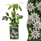 Passiflora caerulea (blauwe passiebloem) – wit-paars – 4 planten, Ø9 cm, 35 cm hoog