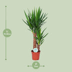 Yucca – Ø 17 cm, 80 cm hoch