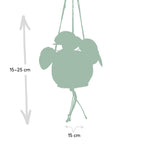 Pilea peperomiodes en kokodama (boule de fibre de coco) – Ø15 cm, 20 cm de haut