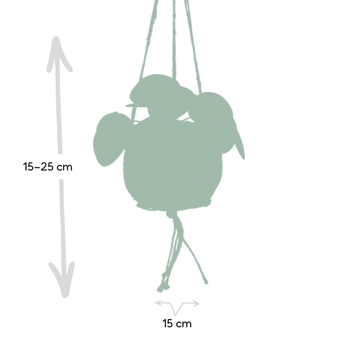 Pilea peperomiodes en kokodama (boule de fibre de coco) – Ø15 cm, 20 cm de haut – photo 3